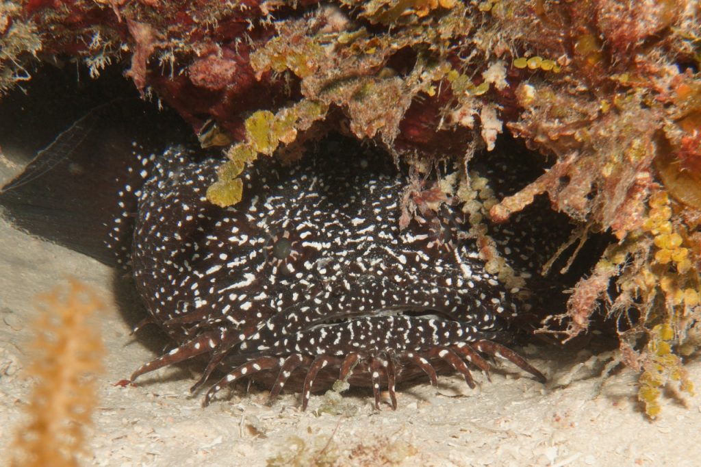 White-Spotted Toadfish